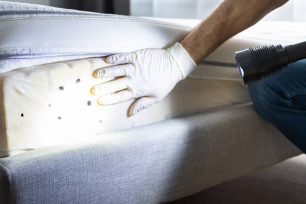 Best Rat Extermination Near Me  in Yonkers, NY